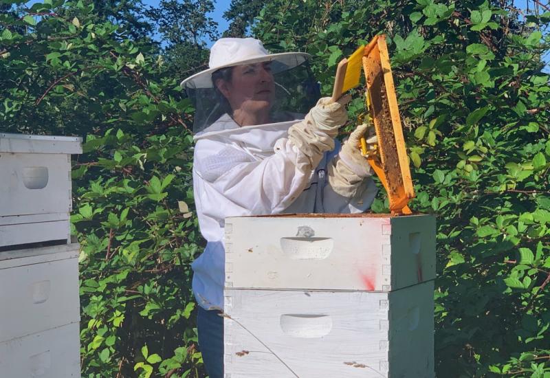 Trebinje: Srebro i zlato održavaju pčele zdravim
